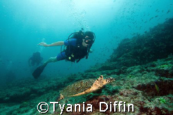 Diver follows a small Hawksbill female. by Tyania Diffin 